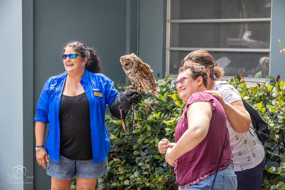 Barred owl with visitors