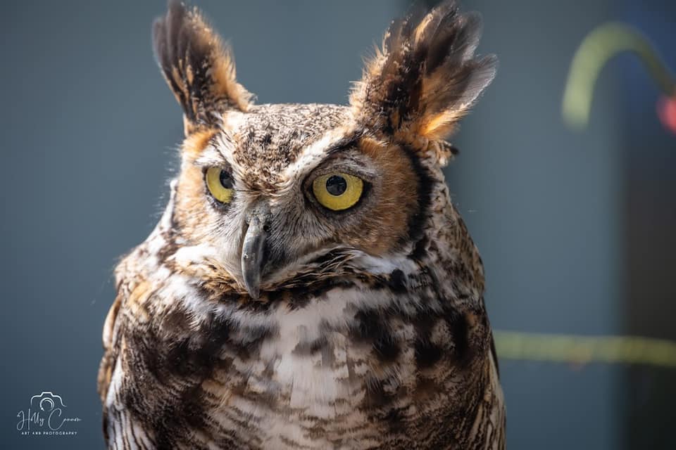 Great Horned Owl
