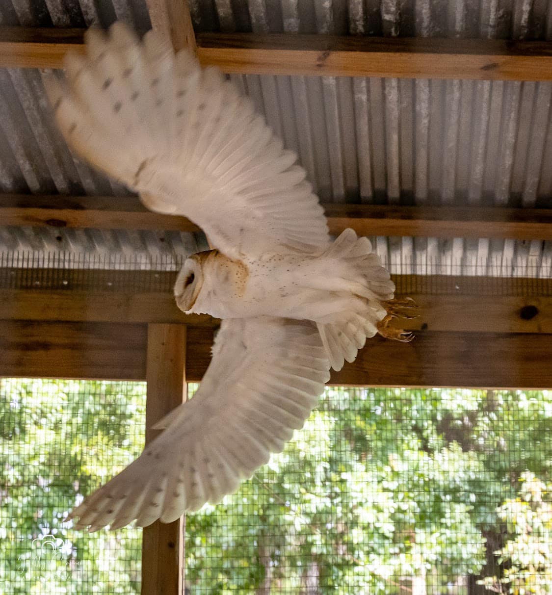 Barn Owl