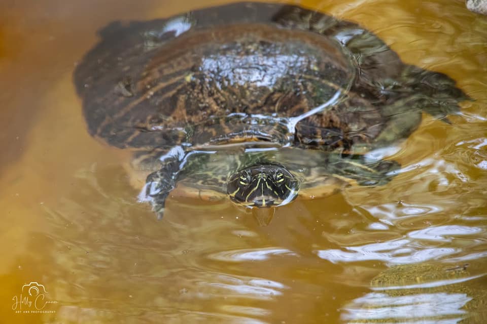 Yellow Belly Slider Turtle