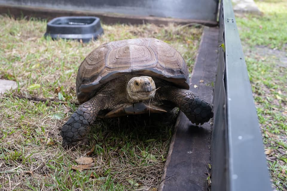 Sulcata Tortoise