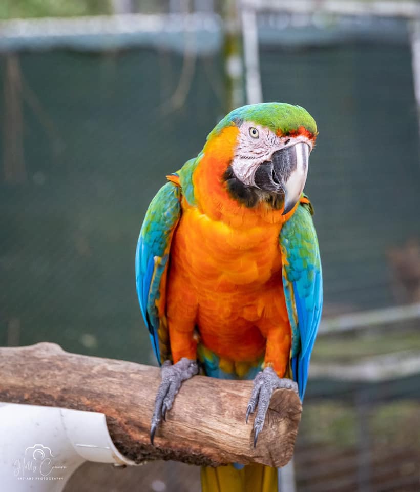 Macaw
