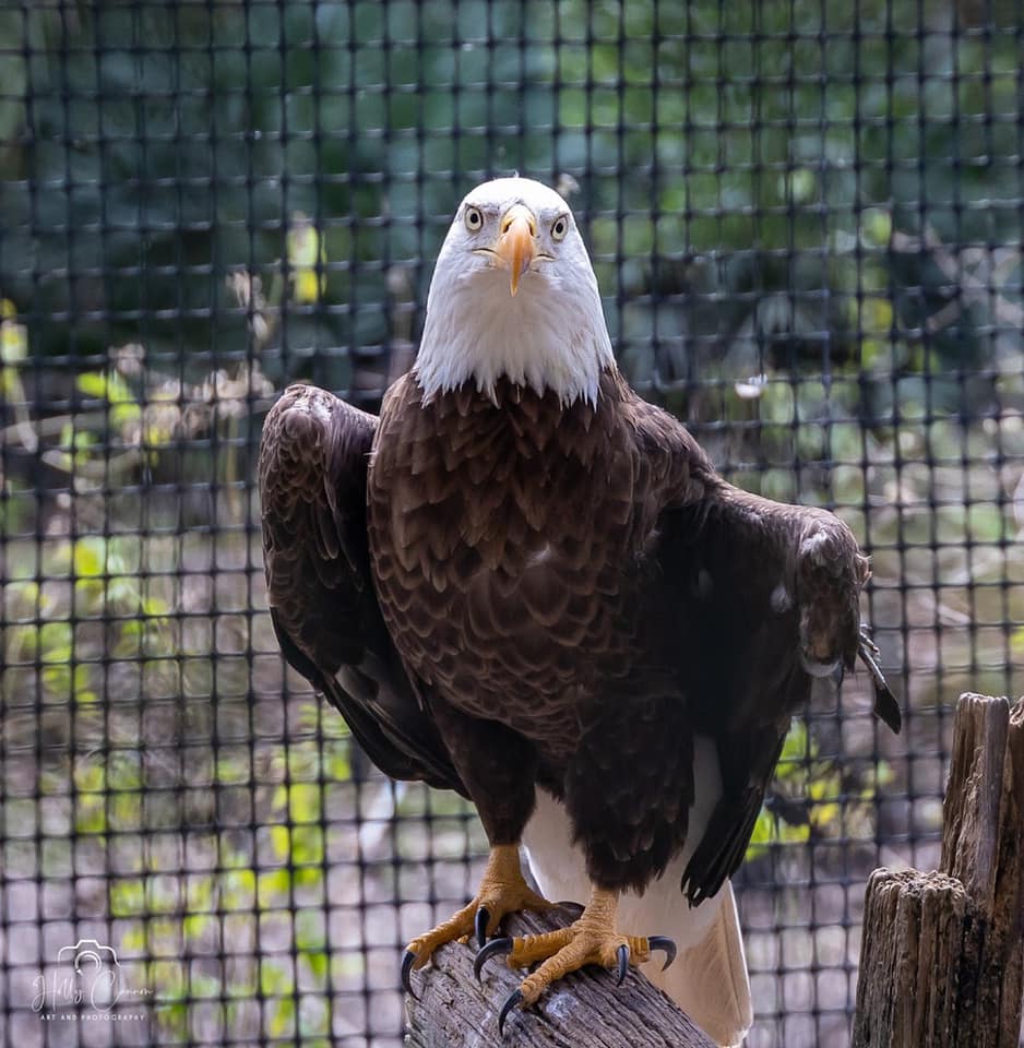 Bald Eagle