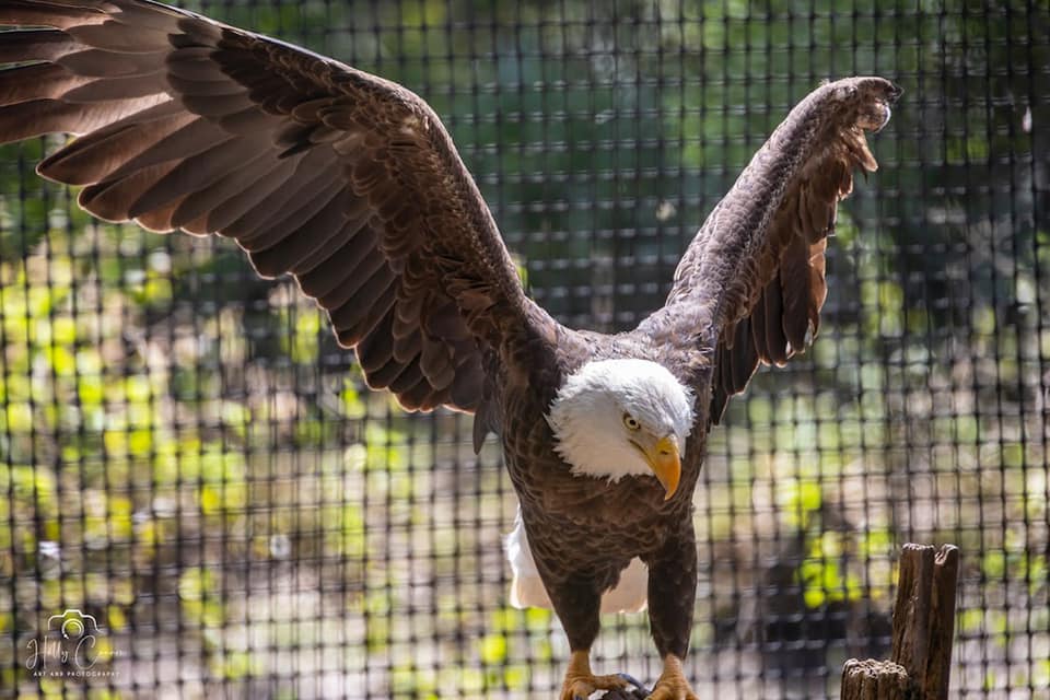 Bald eagle flapping wings