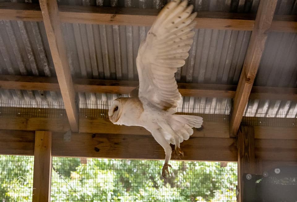 Barn owl in flight