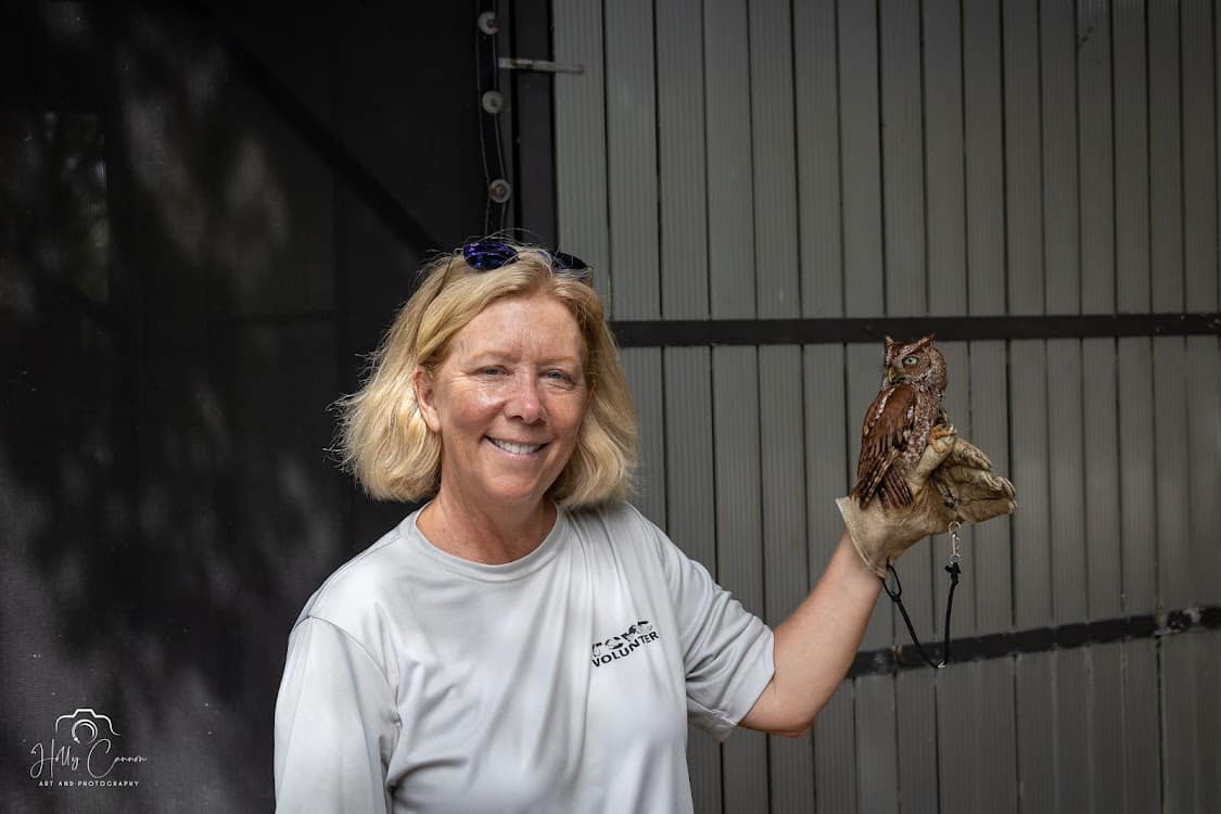 Screech owl perching on glove of volunteer