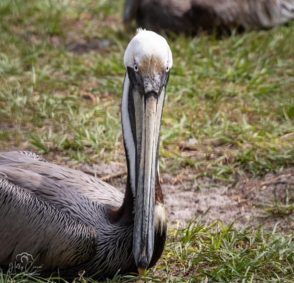 Brown Pelican