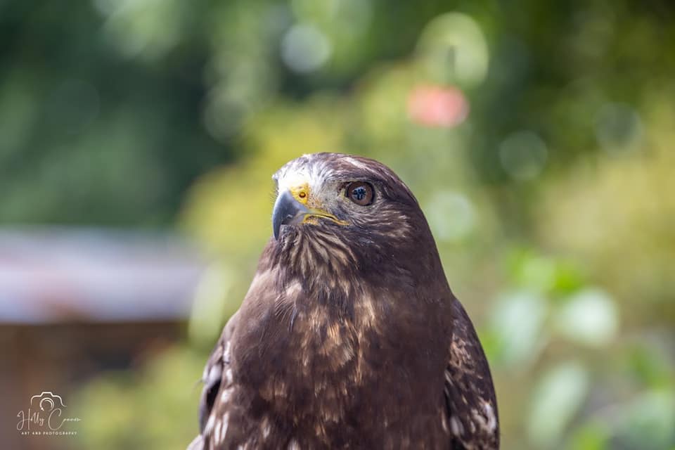 short tailed hawk head