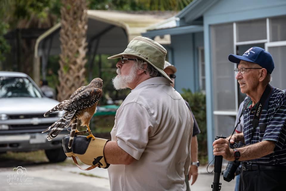 Red shouldered hawk perching