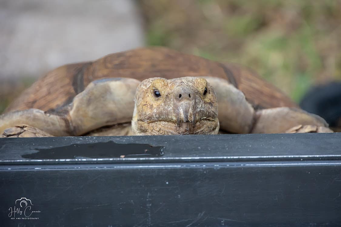 Sulcata tortoise climbing