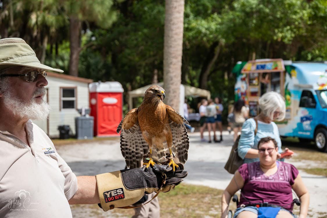 red shouldered hawk perching