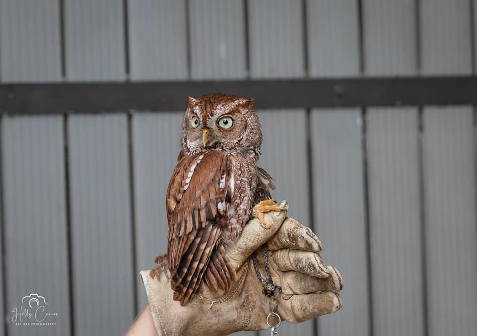 Screech owl perching on glove