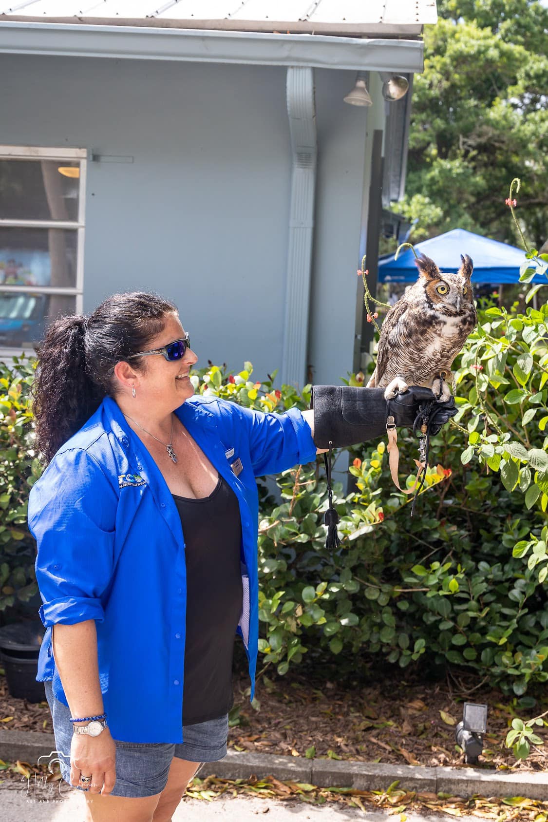 Great Horned owl perching on rehabber