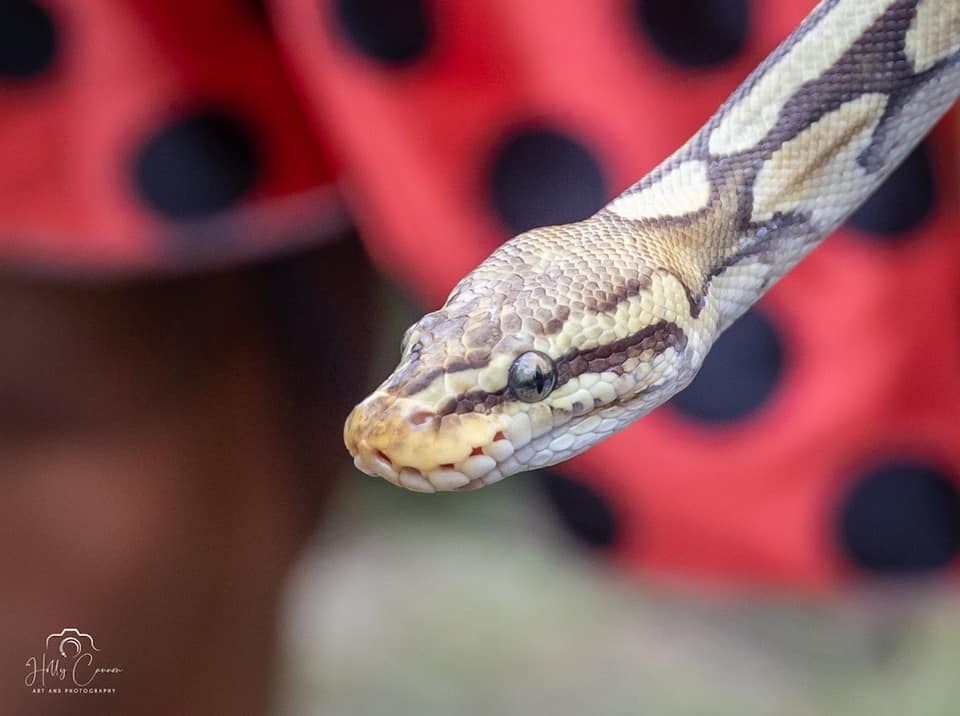 Ball python head