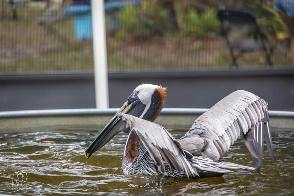 brown pelican swimming