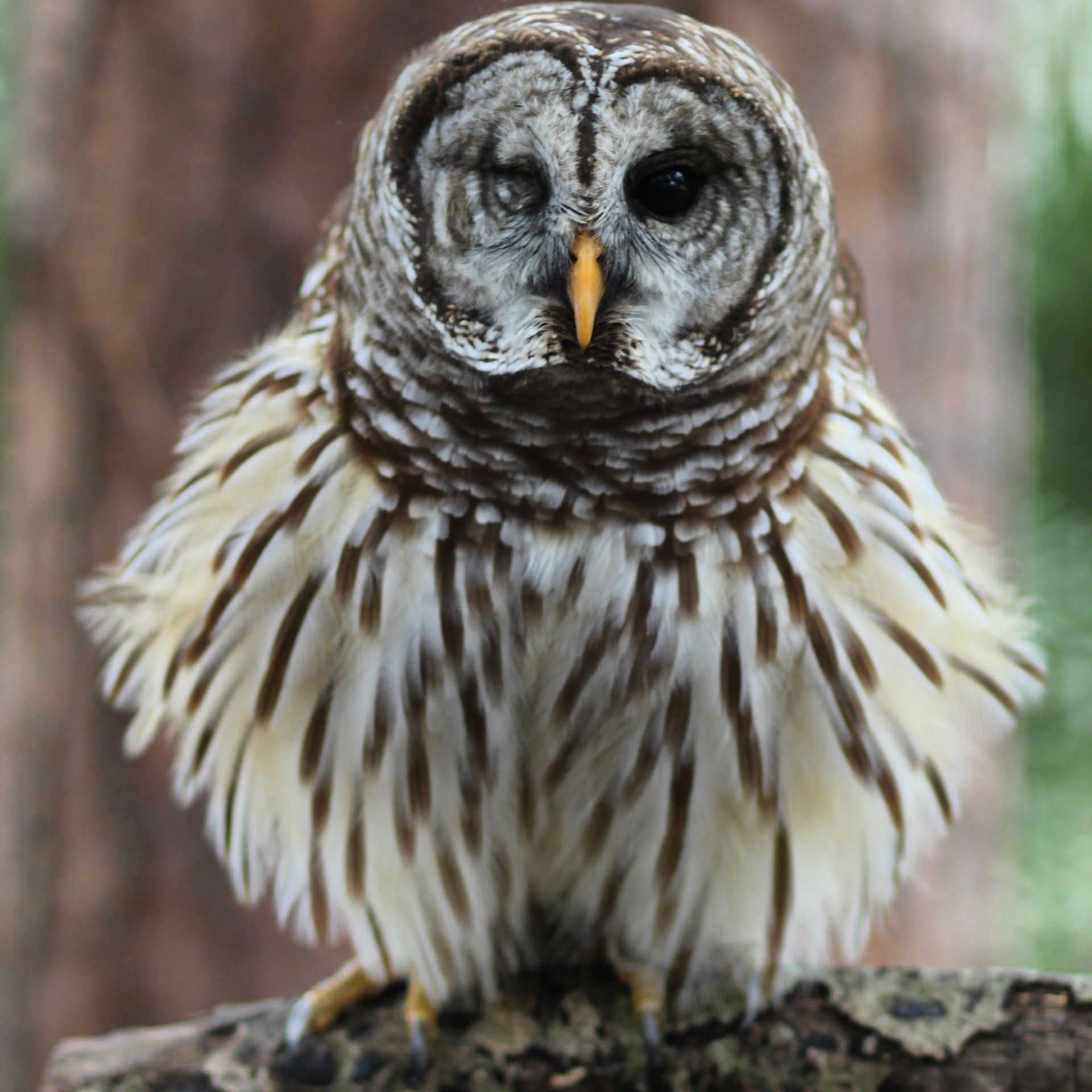 Treasure Coast Wildlife Center - Stuart, FL