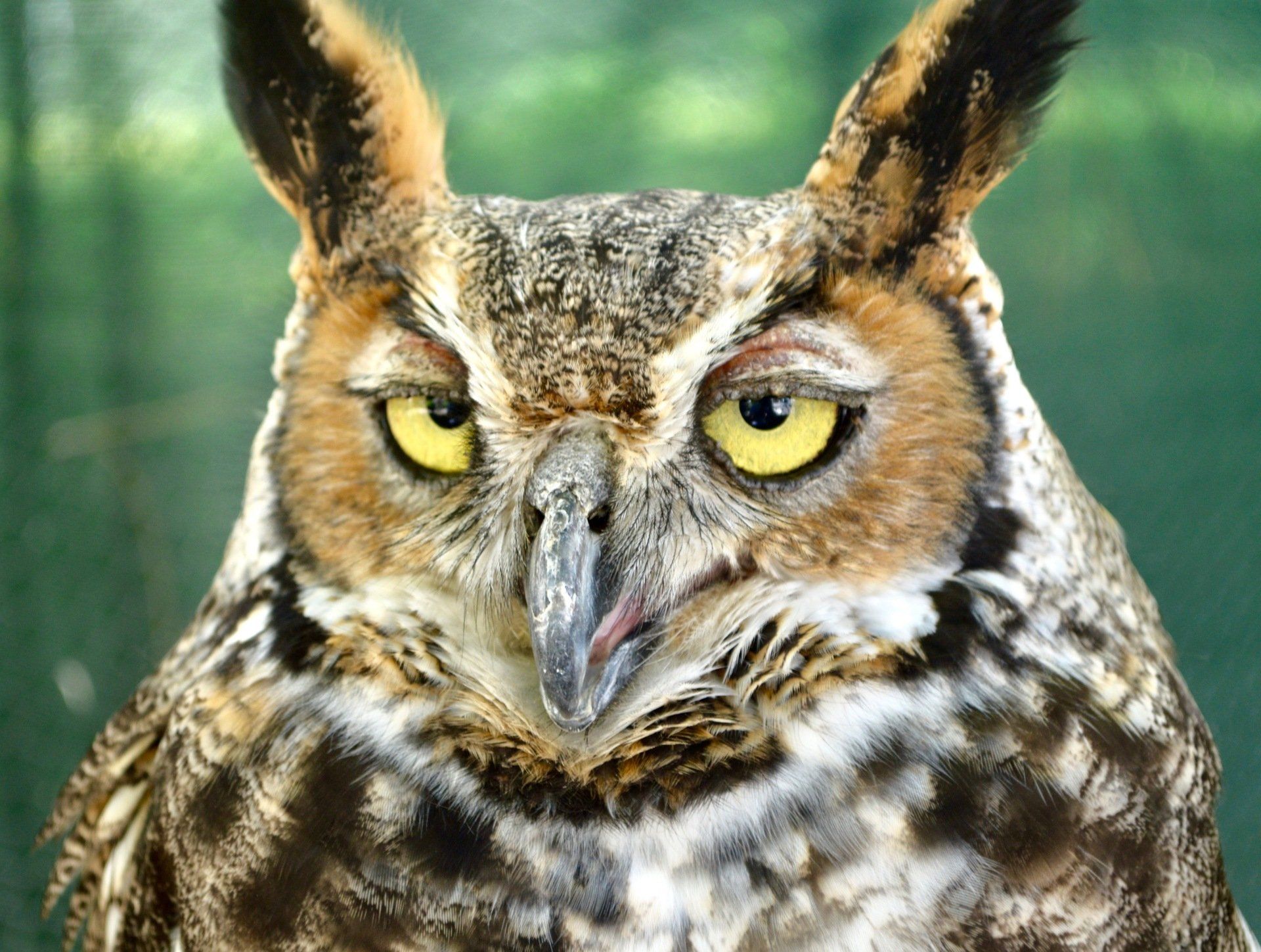 Great Horned Owl