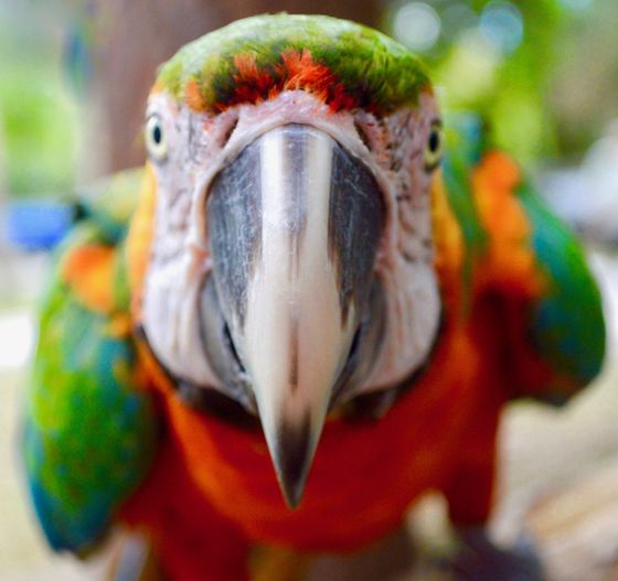 macaw