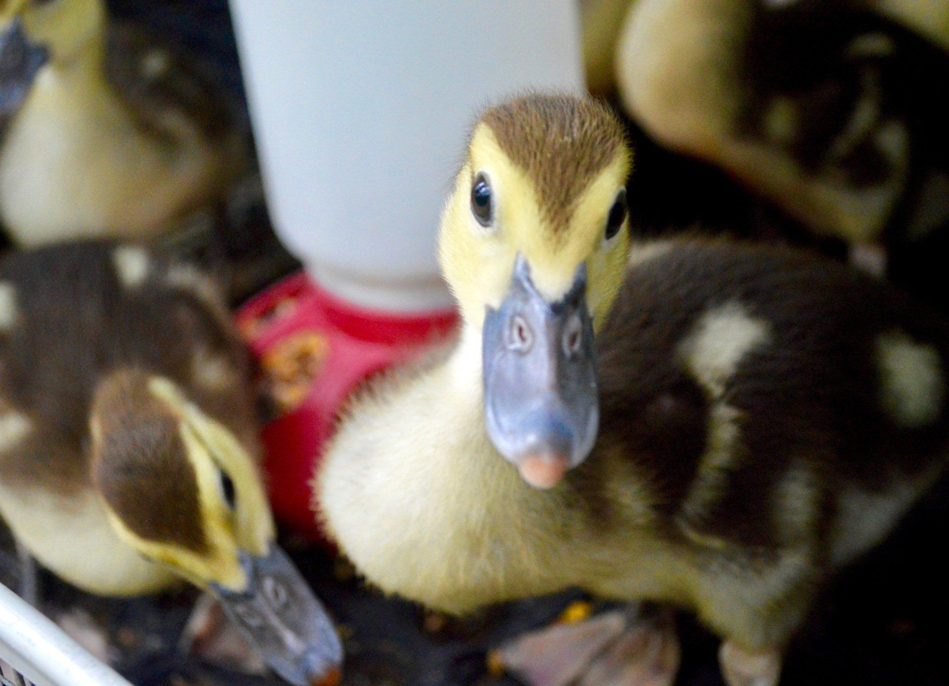 Duckling photo