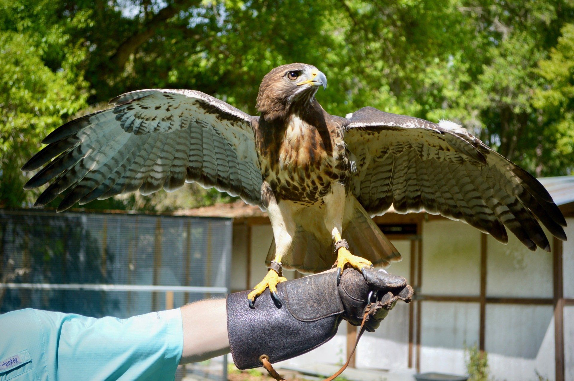 Red tailed hawk perched on glove