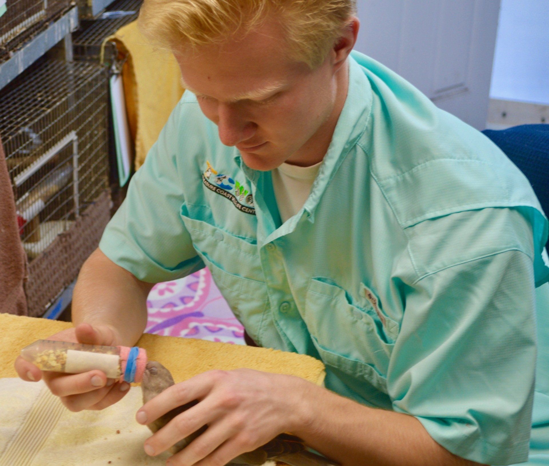 Staff member feeding baby birds