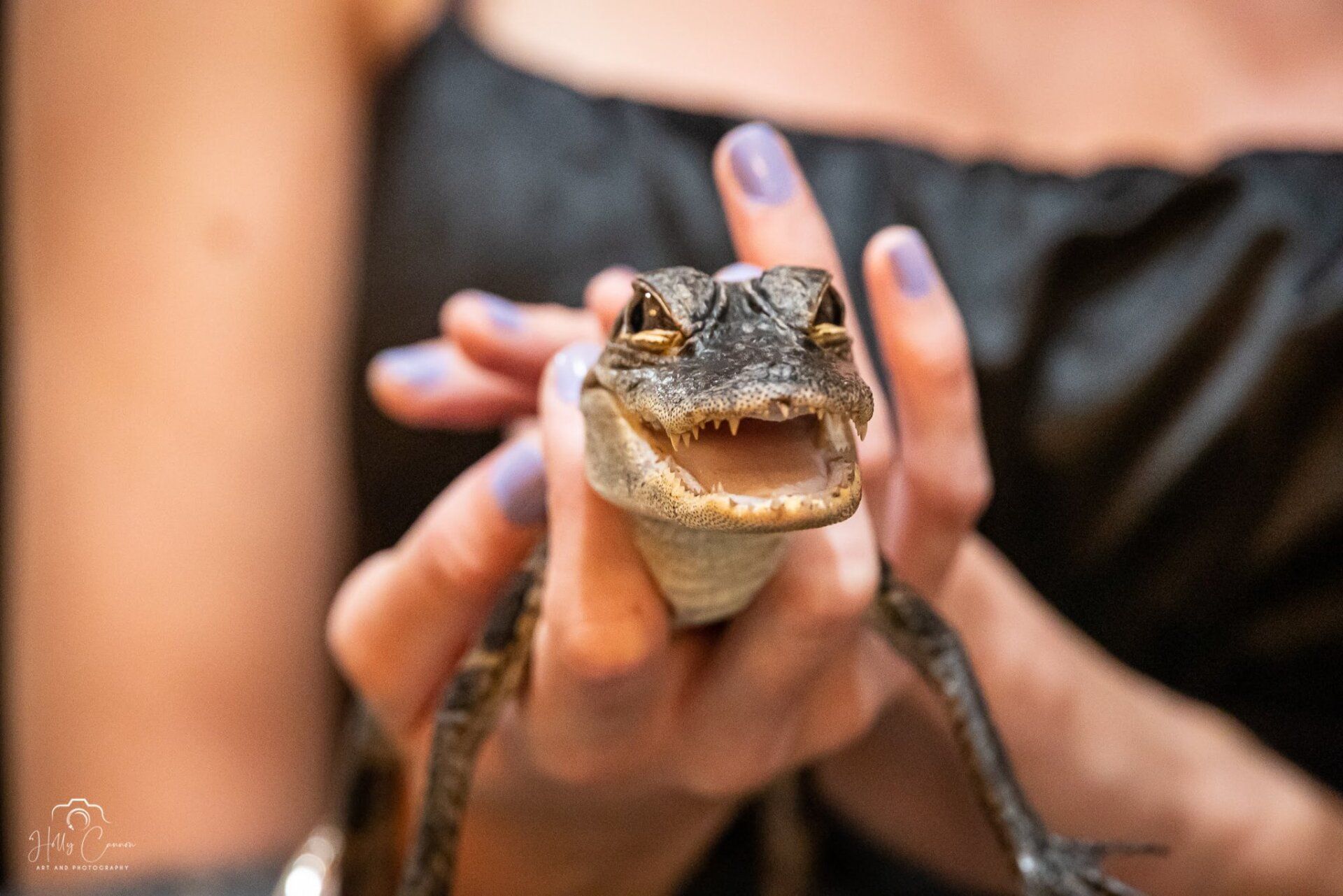 baby american alligator
