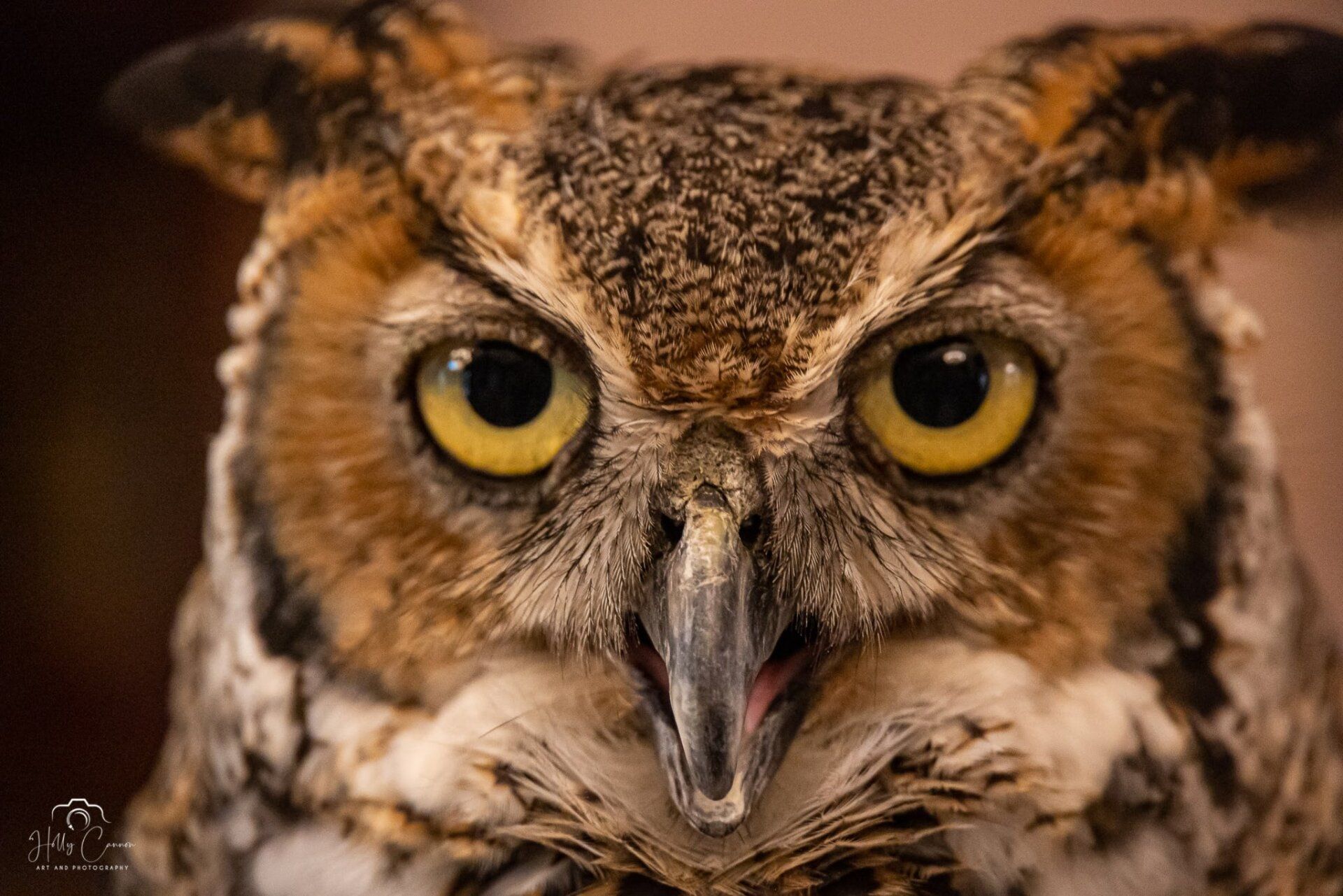 up close great horned owl