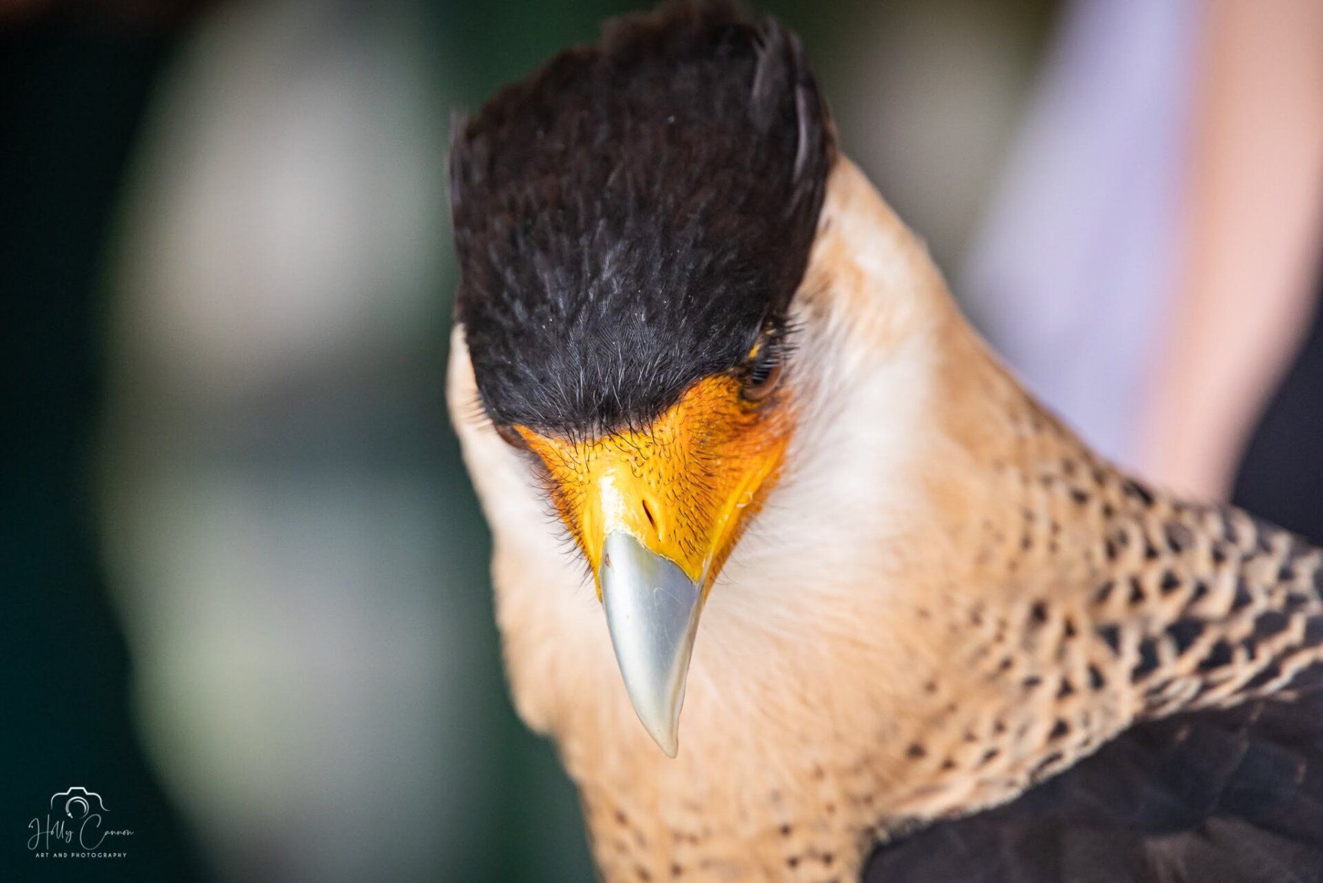 Up close Crested Caracara