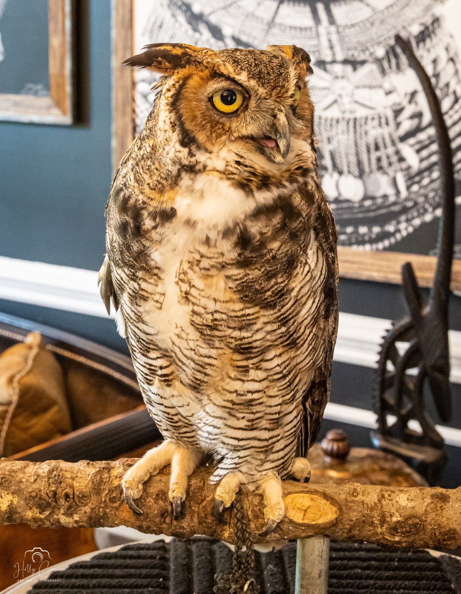great horned owl