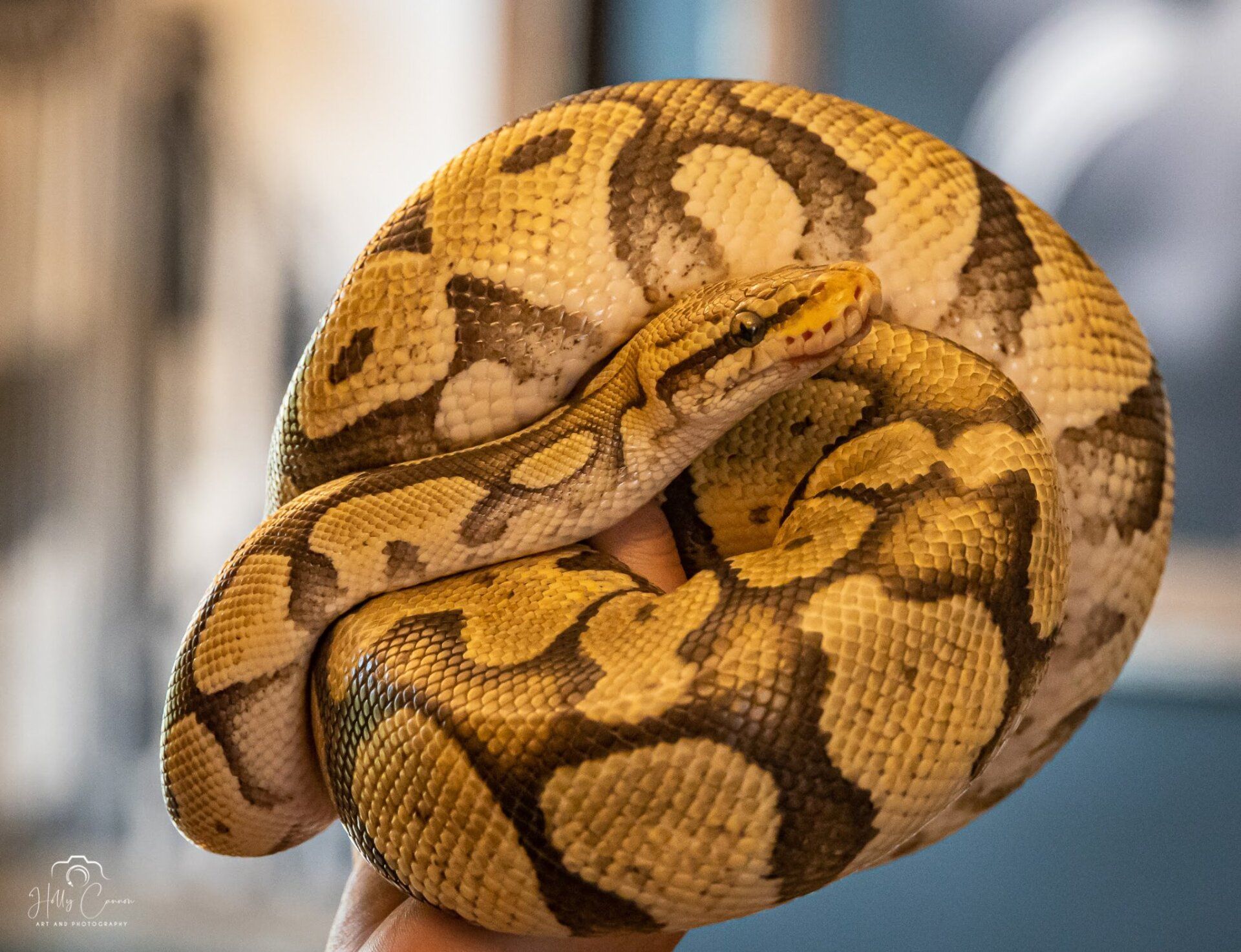 ball python