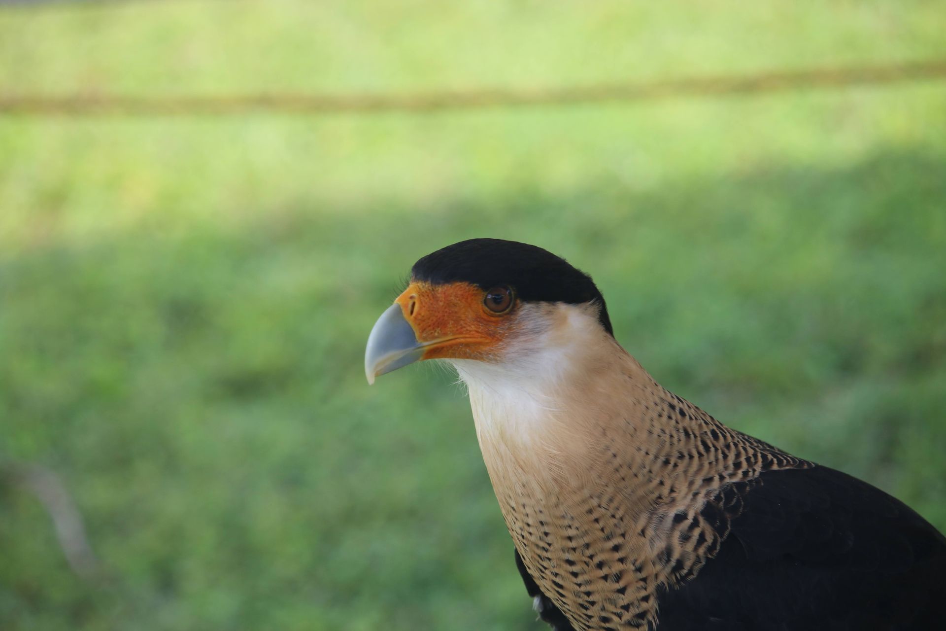 Crested Caracara