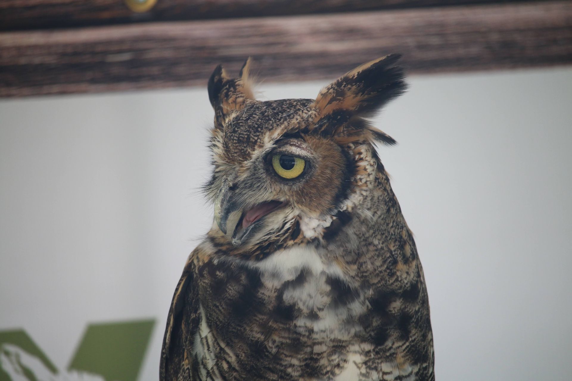 Great Horned Owl