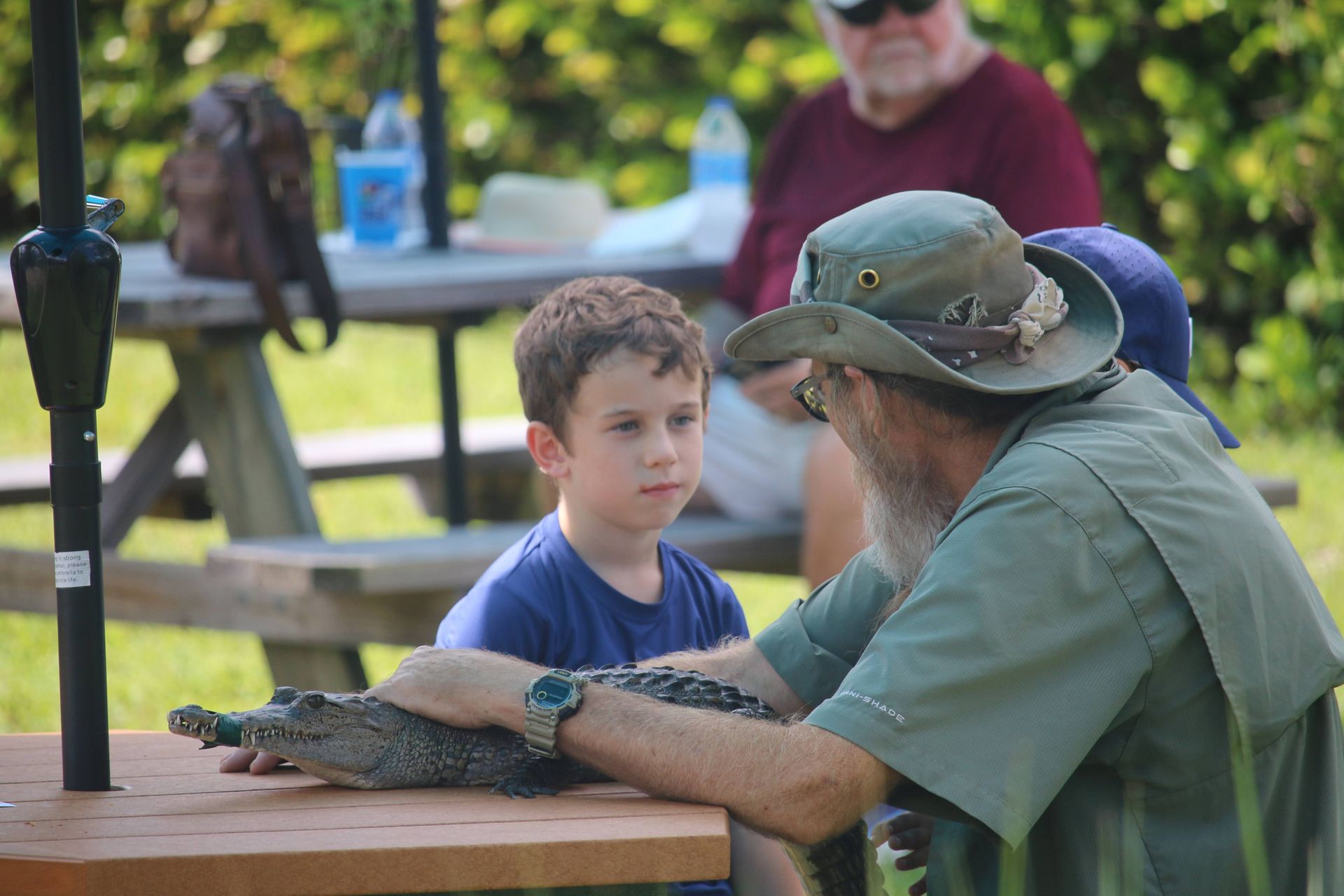 Kid learning about reptiles
