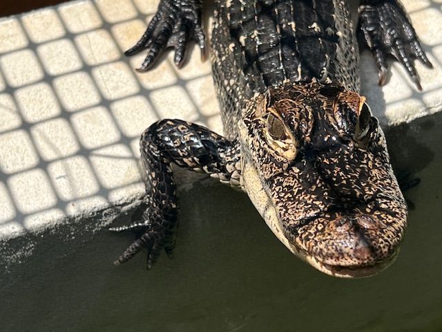American Alligator