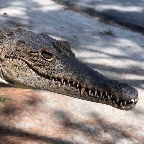 American Crocodile