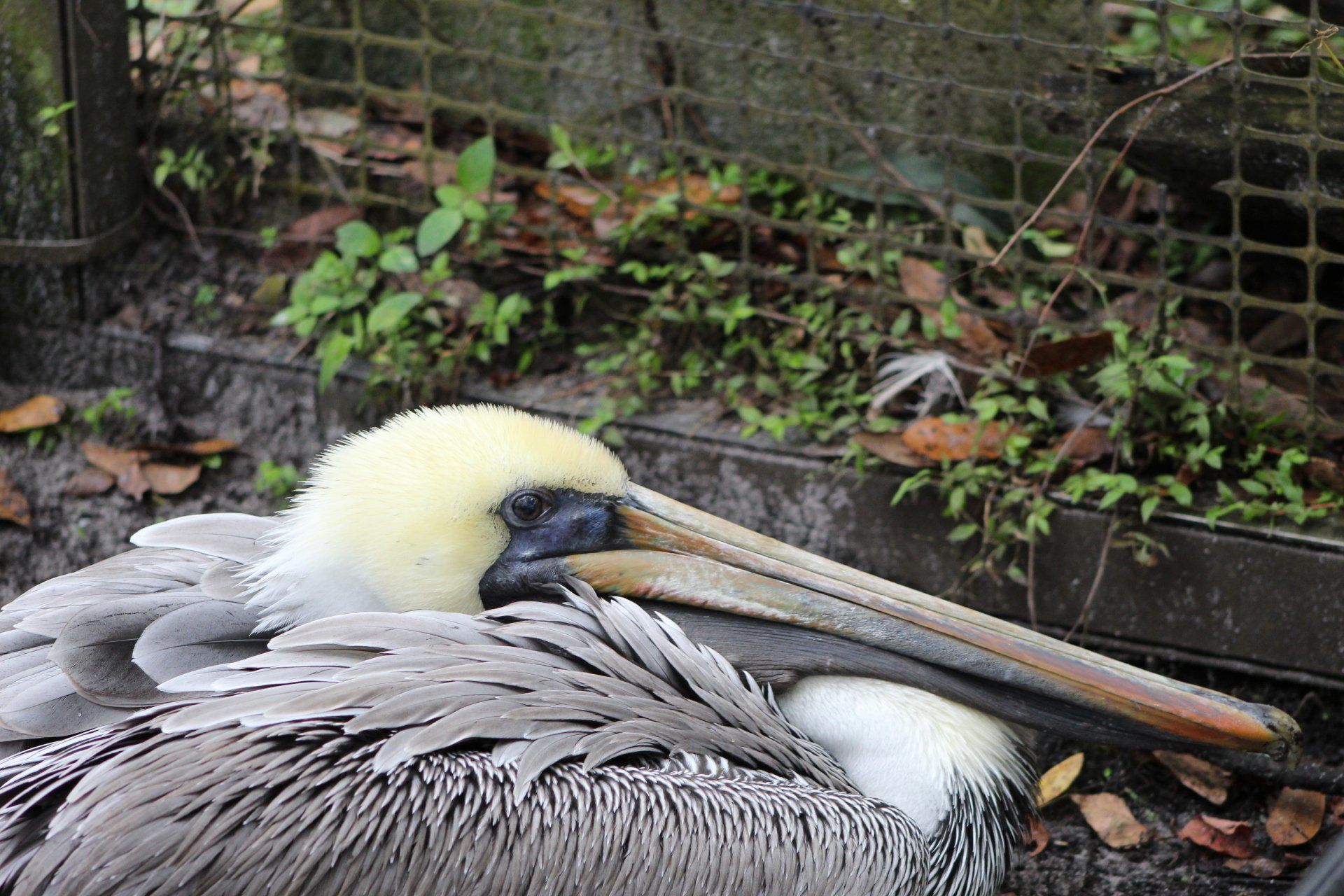 brown pelican