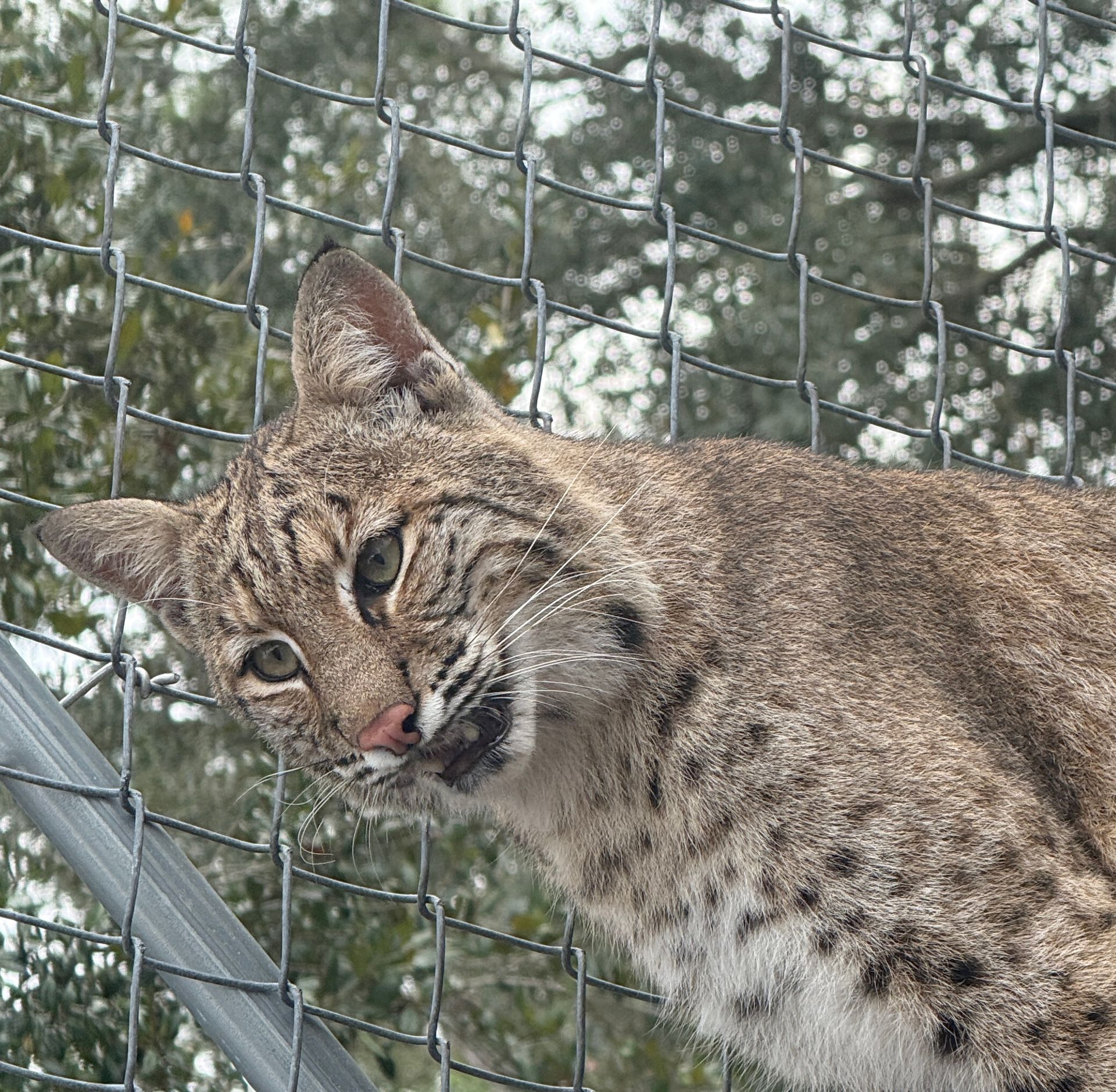 Bobcat