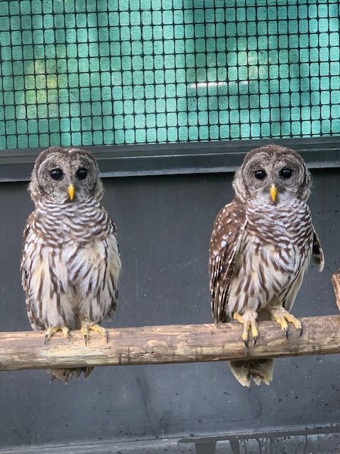 two barred owls