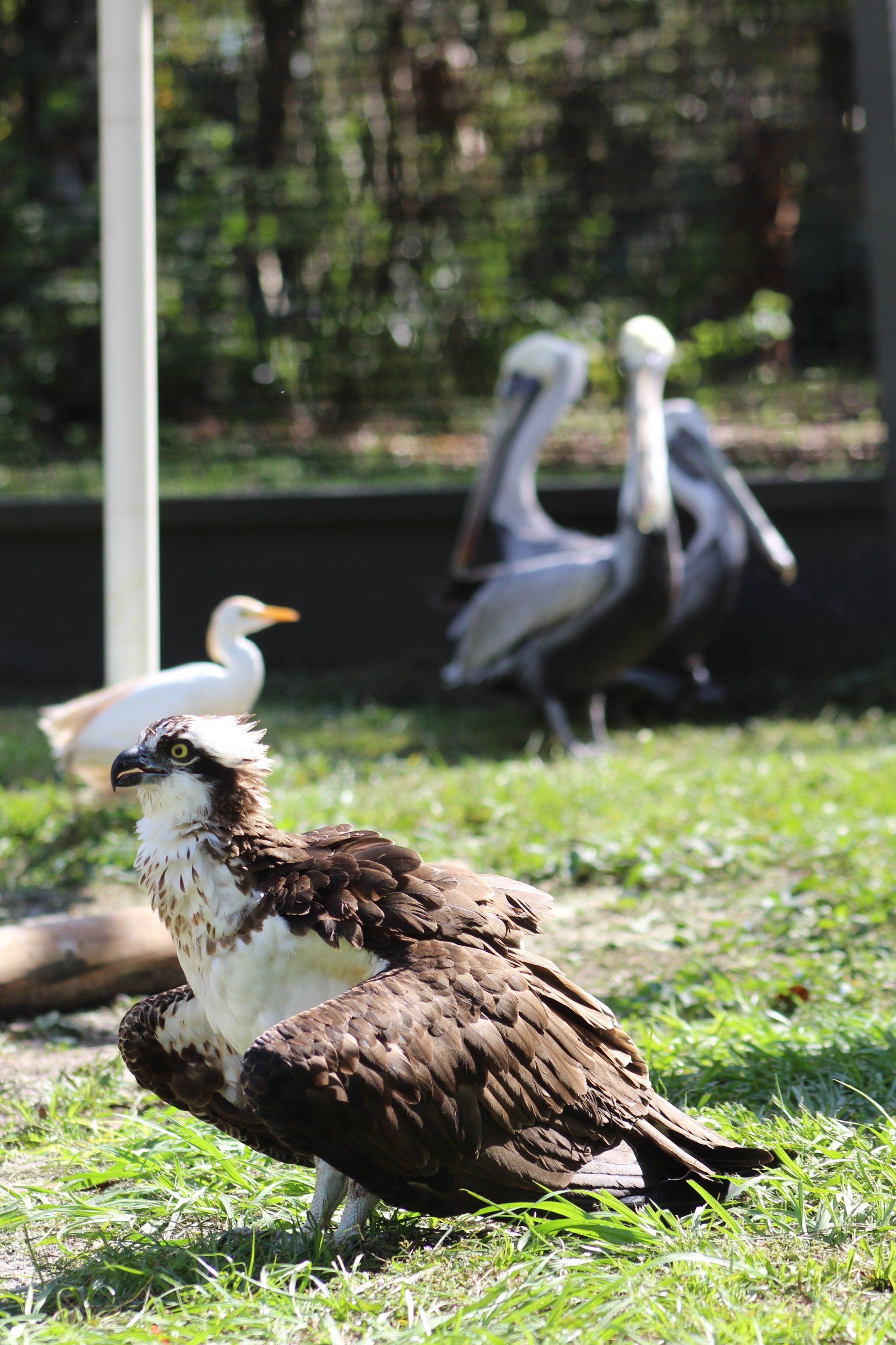 Treasure Coast Wildlife Sanctuary