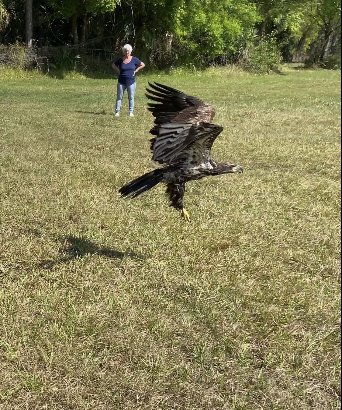 Release of young bald eagle