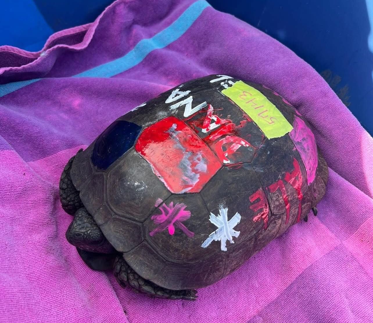 Rescued gopher tortoise nearly restored after nail polish removal