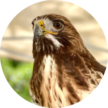 red tailed hawk
