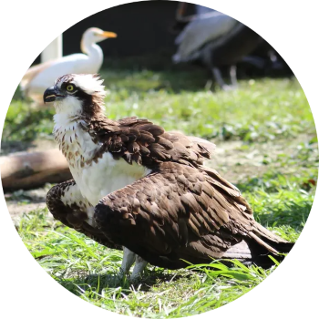 Treasure Coast Wildlife Sanctuary