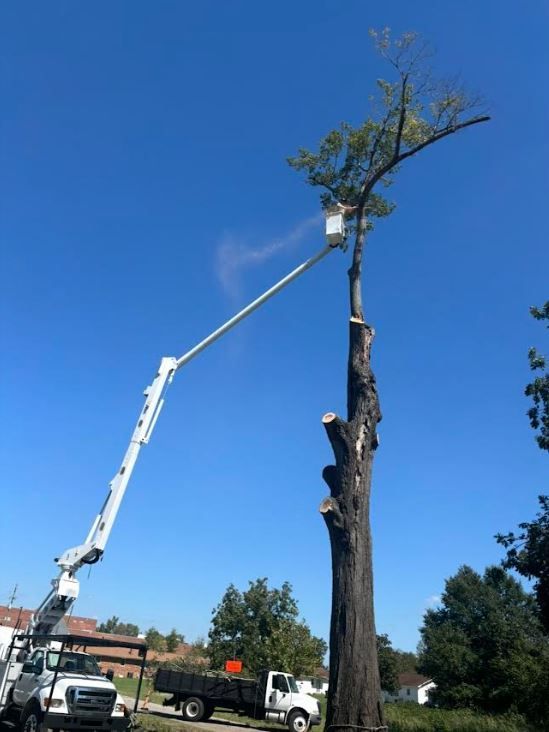 Worker in a bucket truck trimming a tall tree against a blue sky