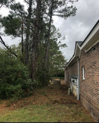 Tall pine trees beside a brick house in a wooded yard under a cloudy sky.