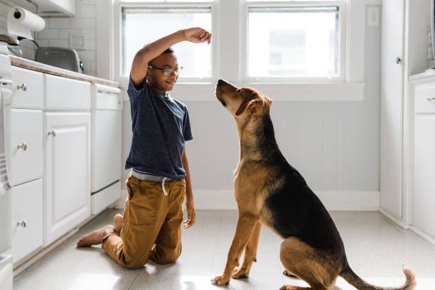 In-Home Dog Training — North Las Vegas, NV — King’s Corner