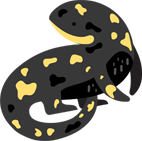 A black salamander with bright yellow spots, shown in a curled, cartoon-style illustration.
