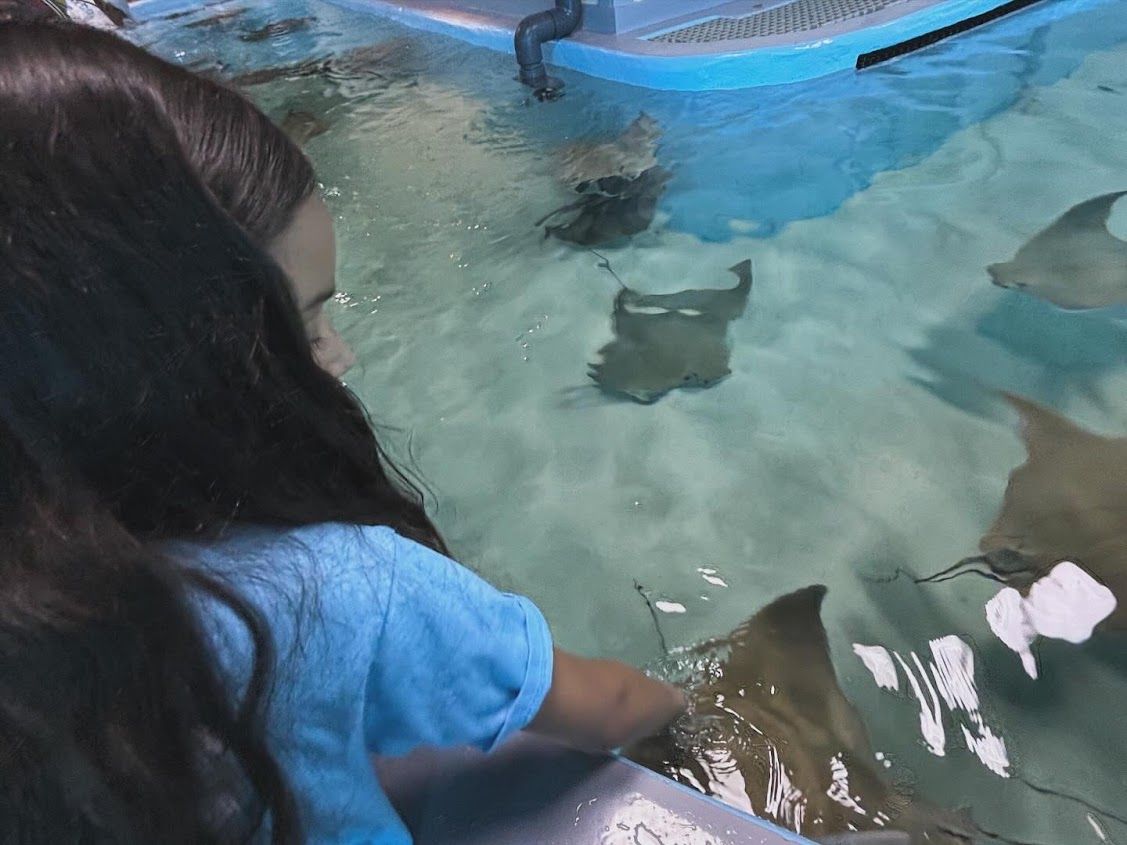 A little girl is looking at stingrays in a tank.