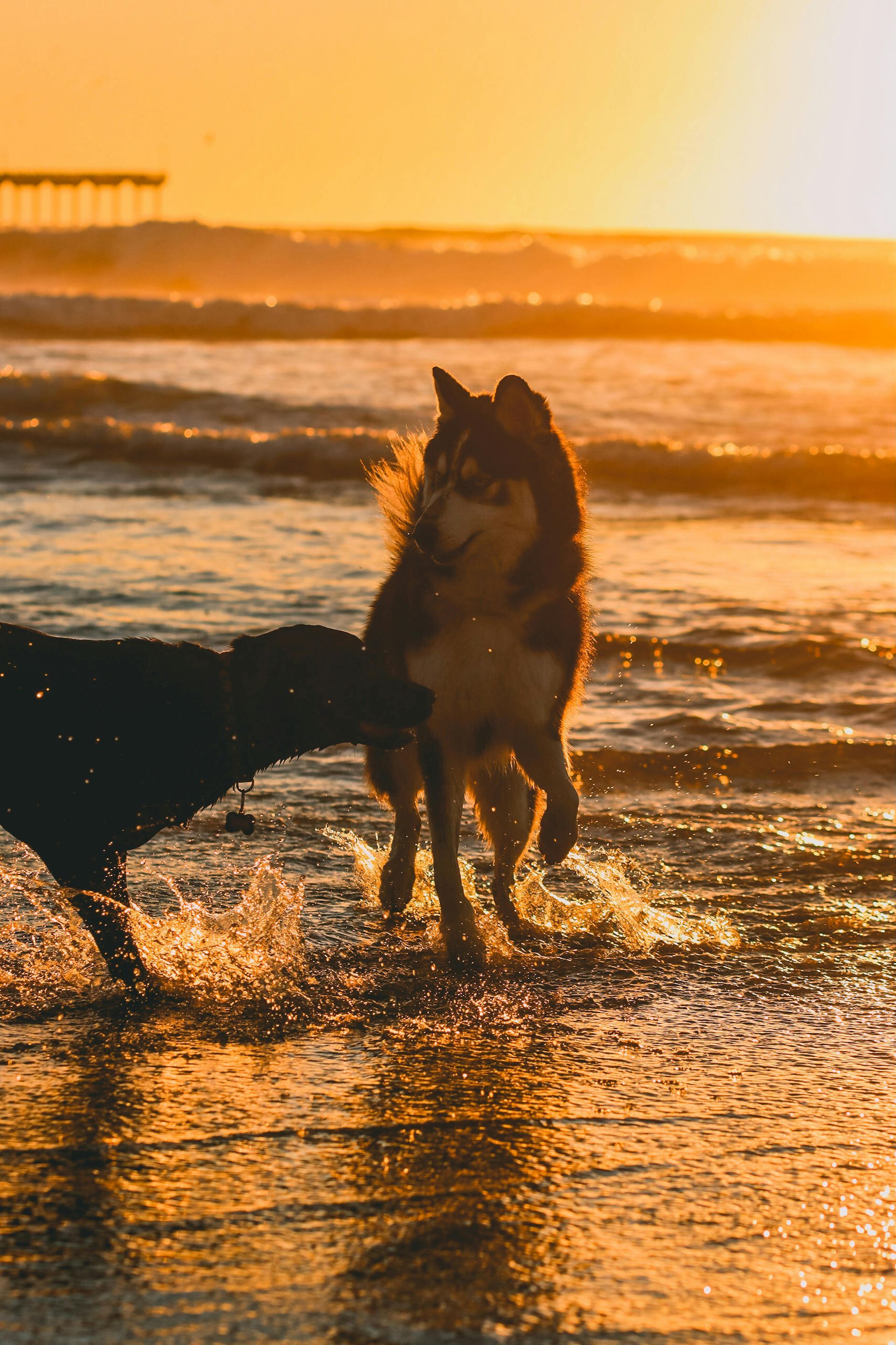 Two dogs play in the shallow surf on a beach at sunset, silhouetted against the bright golden light.