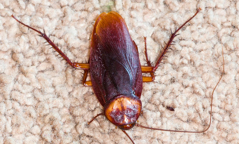 a cockroach on the carpet